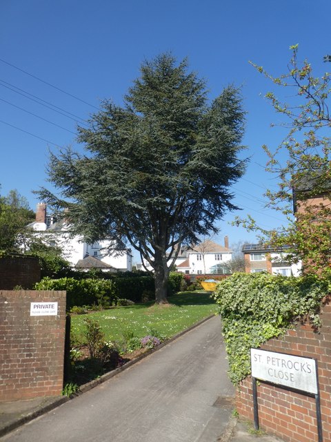 Tree in garden of St Petrock's Close, Exeter