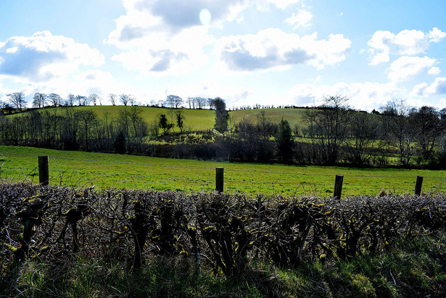 Hedge along Desert Road © Kenneth Allen cc-by-sa/2.0 :: Geograph Ireland