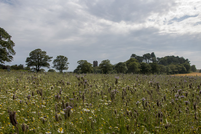 A field of wildflowers near Red Castle