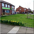 Daffodils near Caldicot Jobcentre Pius