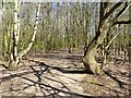 Path into woodland south of Bysing Wood Road