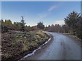 Forestry road in Harriet Plantation