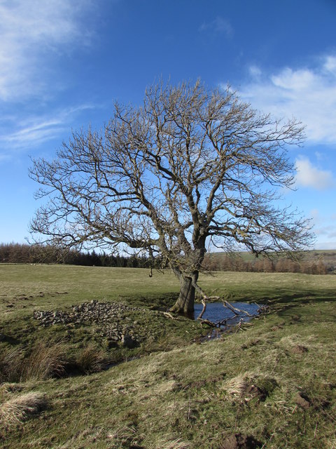 Ash Tree & the bottomless pond