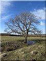 SE0996 : Ash Tree & the bottomless pond by Matthew Hatton