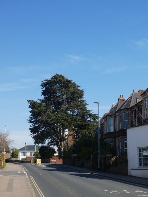 Cedar tree, Magdalen Road, Exeter