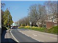 Daffodils on Western Way, Exeter