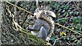 Grey squirrel by the Downs Link footpath