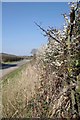 Blackthorn By The Old Brentwood Rd