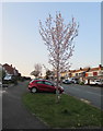 Early Spring blossom, Rowan Way, Malpas, Newport