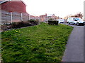 Daffodils on a grassy bank alongside Rowan Way, Malpas, Newport