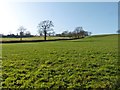 Fields, below Great Pen