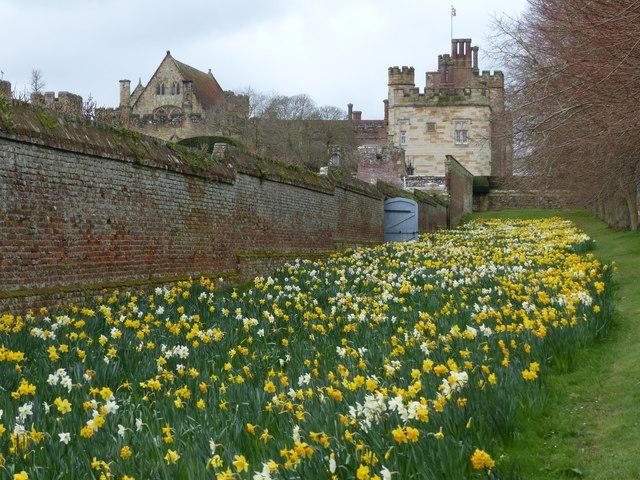 Daffodils at Penshurst Place