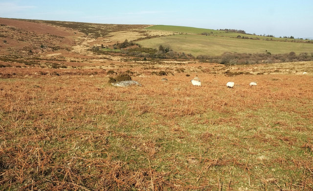 Sheep near Dockwell