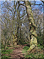 SO9095 : Woodland track in Park Coppice near Blakenhall, Wolverhampton by Roger  D Kidd