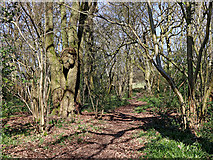 SO9095 : Woodland track in Park Coppice near Blakenhall, Wolverhampton by Roger  Kidd