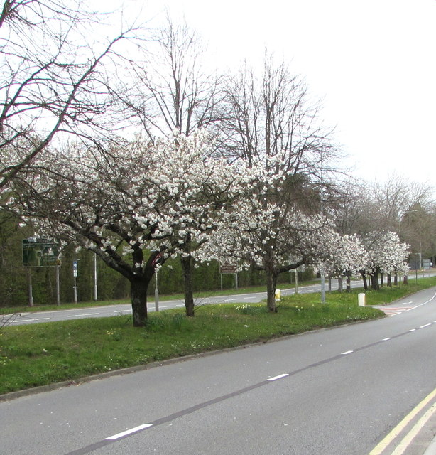 Early Spring blossom, Malpas Road, Newport