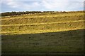 Strip Lynchets