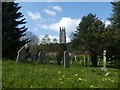 Primroses in the lower churchyard, Heavitree