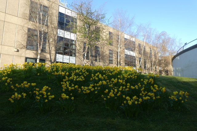 Daffodils by Alcuin A/B block