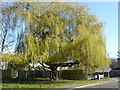 Weeping willow in Stonebridge Way, Faversham