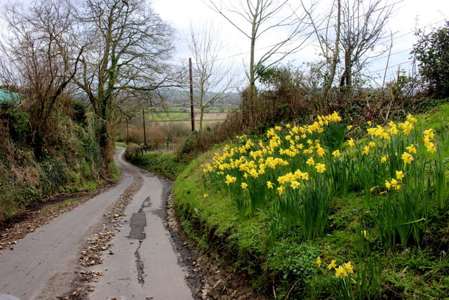 Daffodils at Wayford
