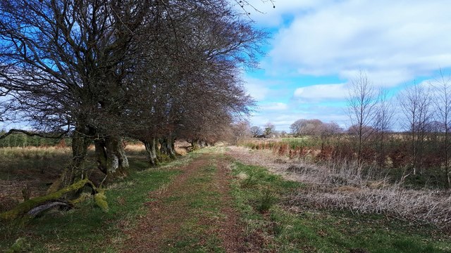 Old beeches by the track to Muirhead