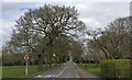 Swithland Lane at Rothley Plain