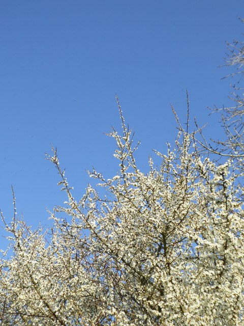 Blackthorn blossom against a clear blue sky