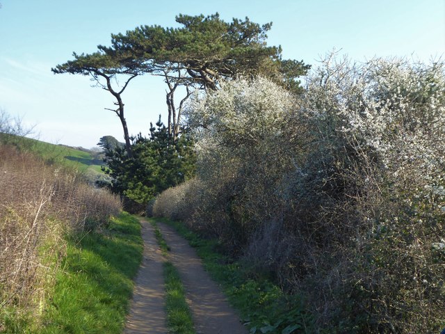 Blackthorn blossom along the coastal path