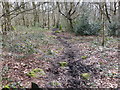 Footpath through Adel Woods