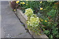 Green euphorbia flowers on Corringham Way, Hampstead Garden Suburb