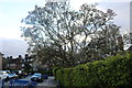 TQ2587 : Magnolia tree on Corringway, Hampstead Garden Suburb by David Howard