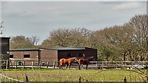 TQ2318 : Horses on the north side of the B2116 by Ian Cunliffe