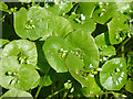 Spring Beauty (Claytonia perfoliata)