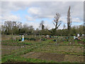 Allotments at Hauxton