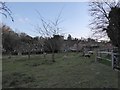 Distinctive sheep at Swan Barn Farm