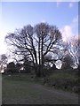 Winter tree within Swan Barn Farm