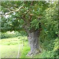 Fenced Path past Old Oak Tree