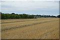 Stubble field