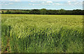 Barley near North Cockerham