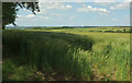 Barley near North Cockerham