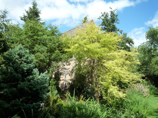 Trees by the Cuckoo Clock at Westonbury Mill Gardens