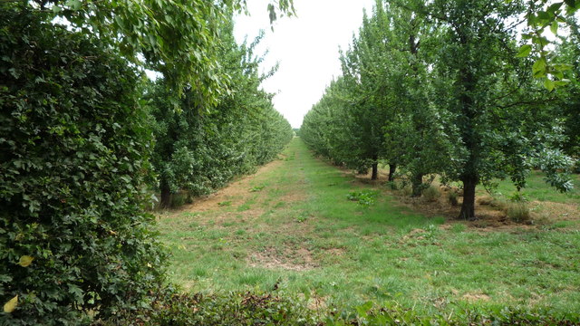 Orchard by Westonbury Mill Gardens