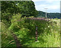 Fife Coastal Path near Blair Point