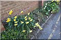 TR2057 : Daffodils and tulips on Nargate Street, Littlebourne by David Howard