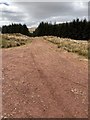 SN9020 : Forestry track by Alan Hughes