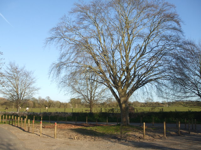 A ring of posts for the tree