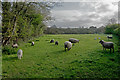 Lambs and ewes in a meadow in Fremington