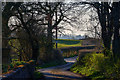 Clayhidon : Country Lane