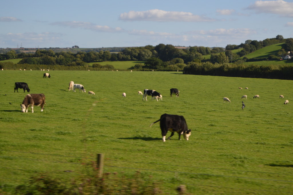 Cattle grazing © N Chadwick :: Geograph Britain and Ireland